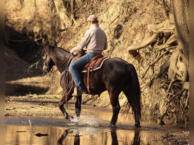 Percheron Mix Ruin 4 Jaar 160 cm Donkerbruin in Baxter Springs, KS