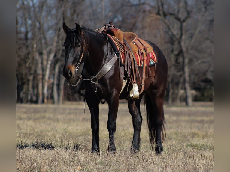 Percheron Mix Ruin 4 Jaar 160 cm Donkerbruin in Baxter Springs, KS