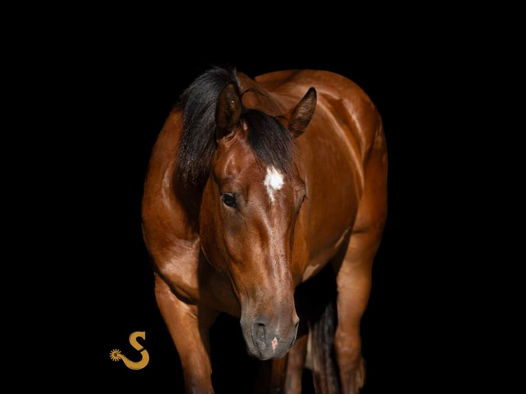Percheron Mix Ruin 4 Jaar 160 cm Roodbruin in Bogard, MO
