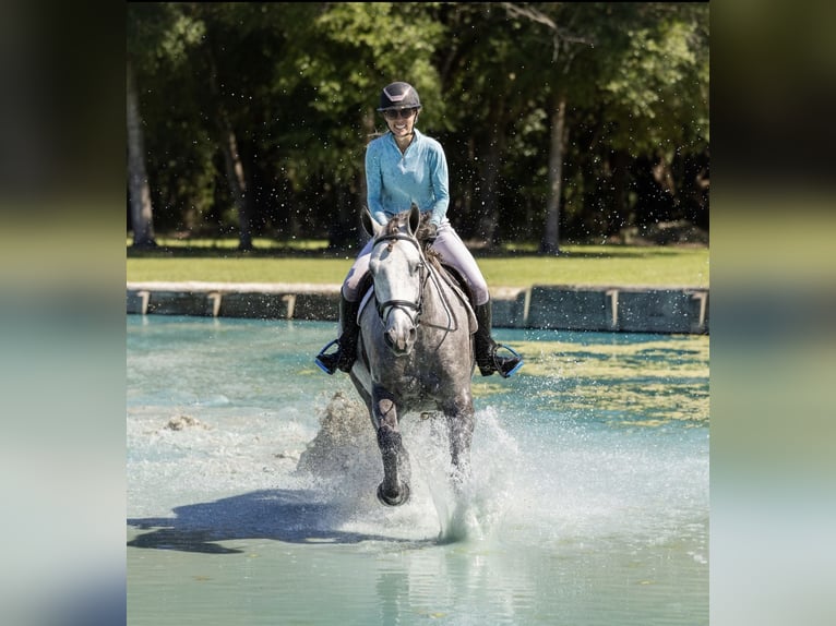 Percheron Mix Ruin 4 Jaar 160 cm Schimmel in Ocala