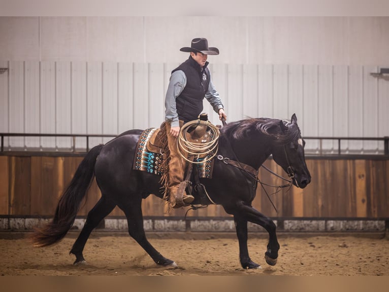 Percheron Mix Ruin 4 Jaar 160 cm Zwart in Canistota