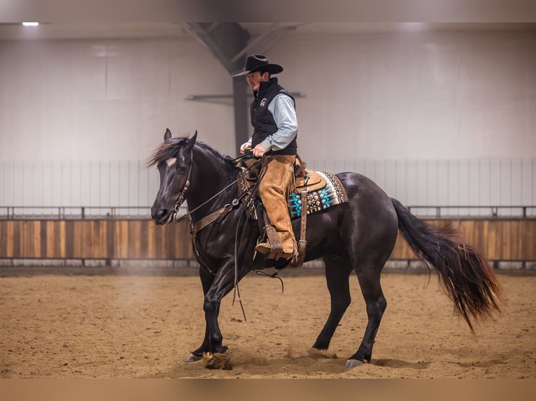 Percheron Mix Ruin 4 Jaar 160 cm Zwart in Canistota