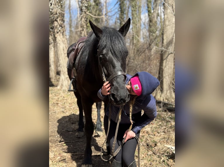 Percheron Mix Ruin 4 Jaar 160 cm Zwart in Gap
