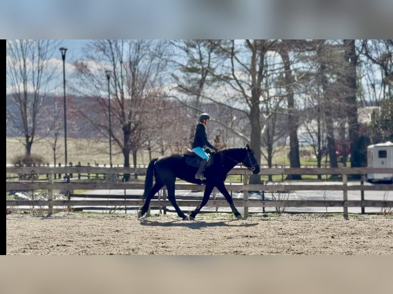 Percheron Mix Ruin 4 Jaar 160 cm Zwart in Gap