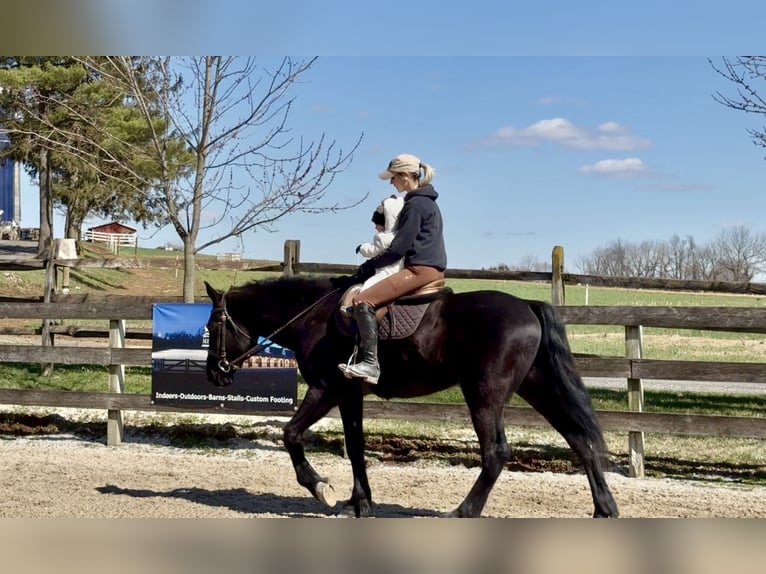 Percheron Mix Ruin 4 Jaar 160 cm Zwart in Gap