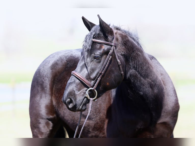 Percheron Mix Ruin 4 Jaar 160 cm Zwart in Gap