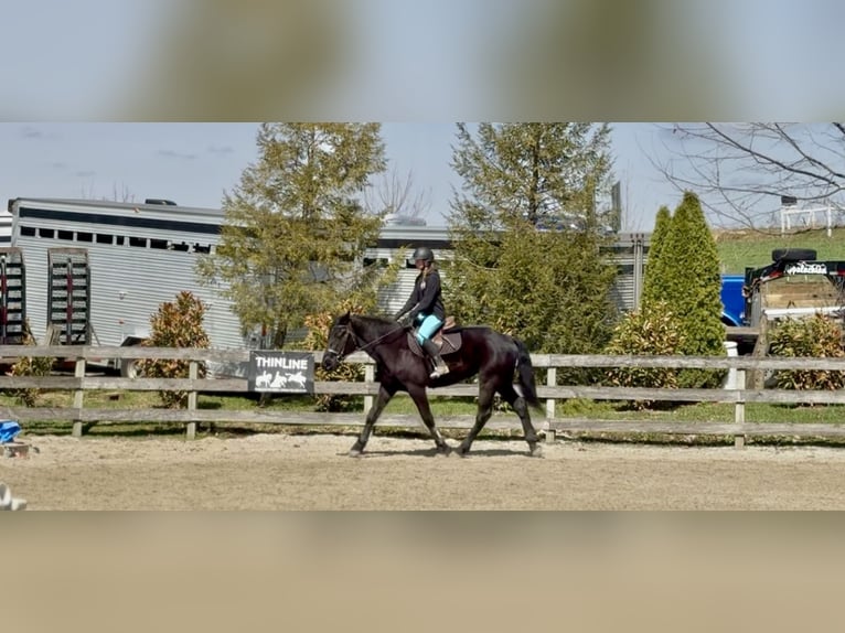 Percheron Mix Ruin 4 Jaar 160 cm Zwart in Gap