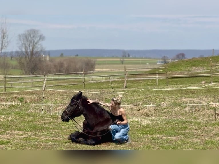 Percheron Mix Ruin 4 Jaar 160 cm Zwart in Gap
