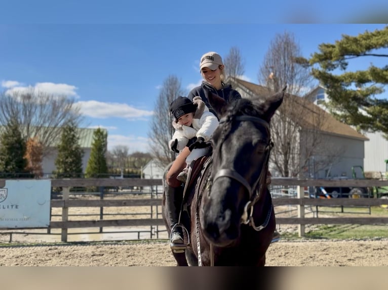 Percheron Mix Ruin 4 Jaar 160 cm Zwart in Gap