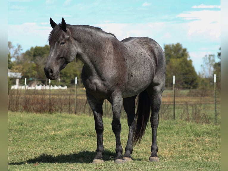 Percheron Mix Ruin 4 Jaar 163 cm Roan-Blue in Baxter Springs