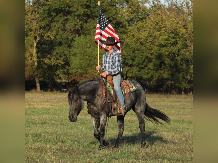 Percheron Mix Ruin 4 Jaar 163 cm Roan-Blue in Baxter Springs