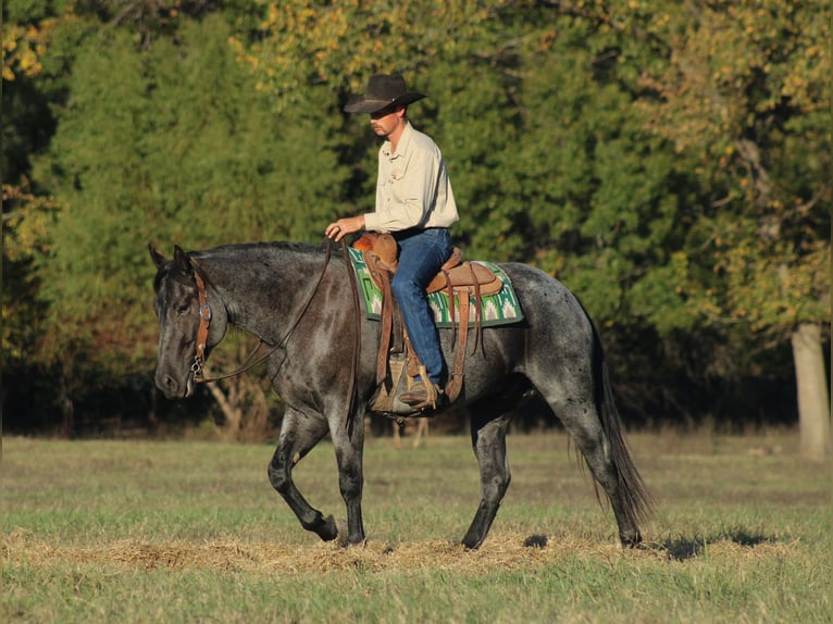 Percheron Mix Ruin 4 Jaar 163 cm Roan-Blue in Baxter Springs