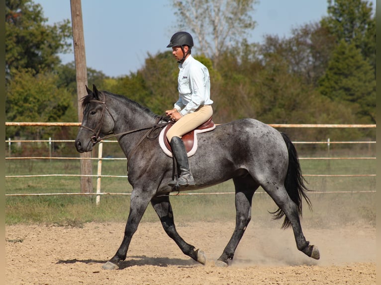 Percheron Mix Ruin 4 Jaar 163 cm Roan-Blue in Baxter Springs