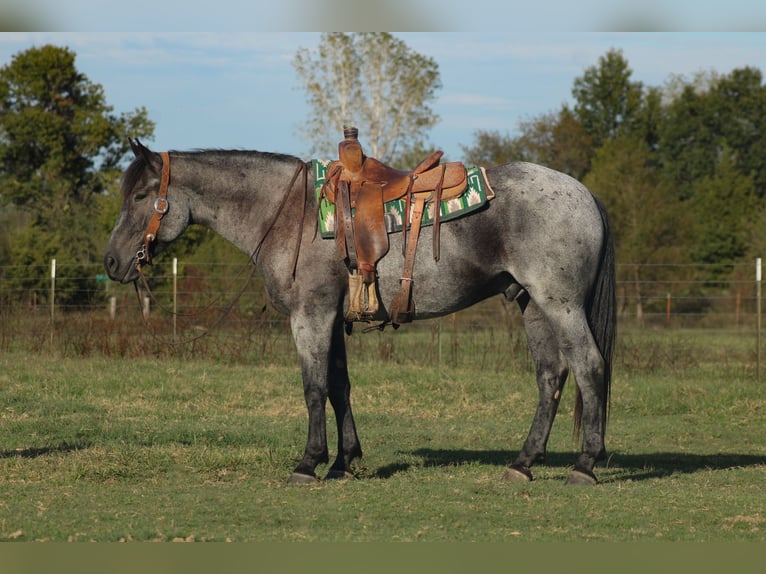 Percheron Mix Ruin 4 Jaar 163 cm Roan-Blue in Baxter Springs