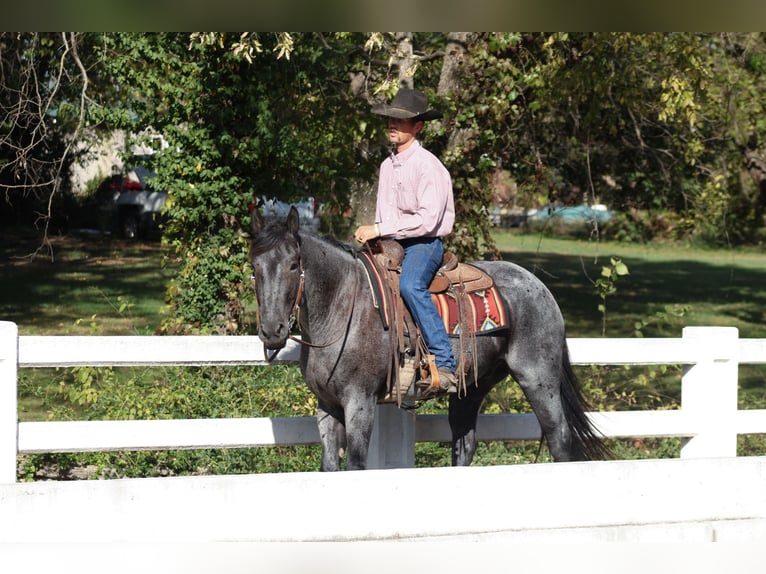 Percheron Mix Ruin 4 Jaar 163 cm Roan-Blue in Baxter Springs