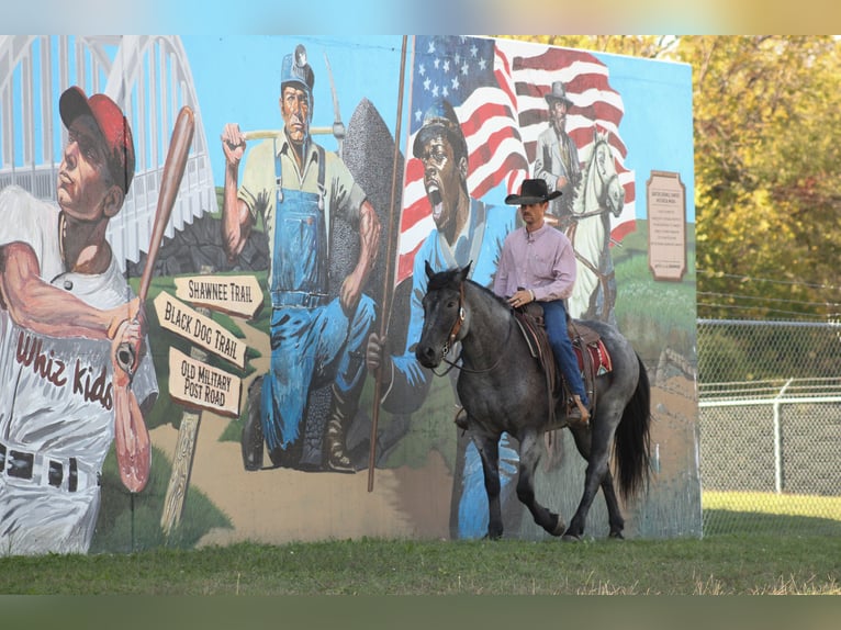 Percheron Mix Ruin 4 Jaar 163 cm Roan-Blue in Baxter Springs