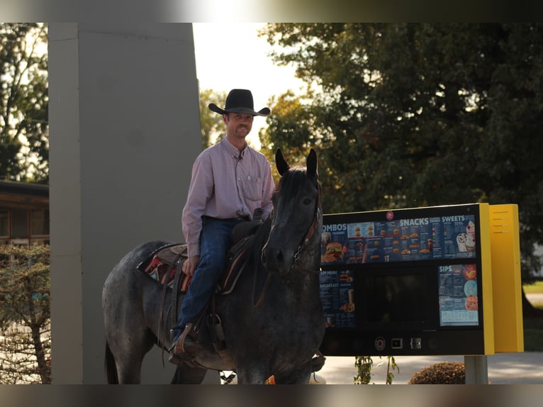 Percheron Mix Ruin 4 Jaar 163 cm Roan-Blue in Baxter Springs