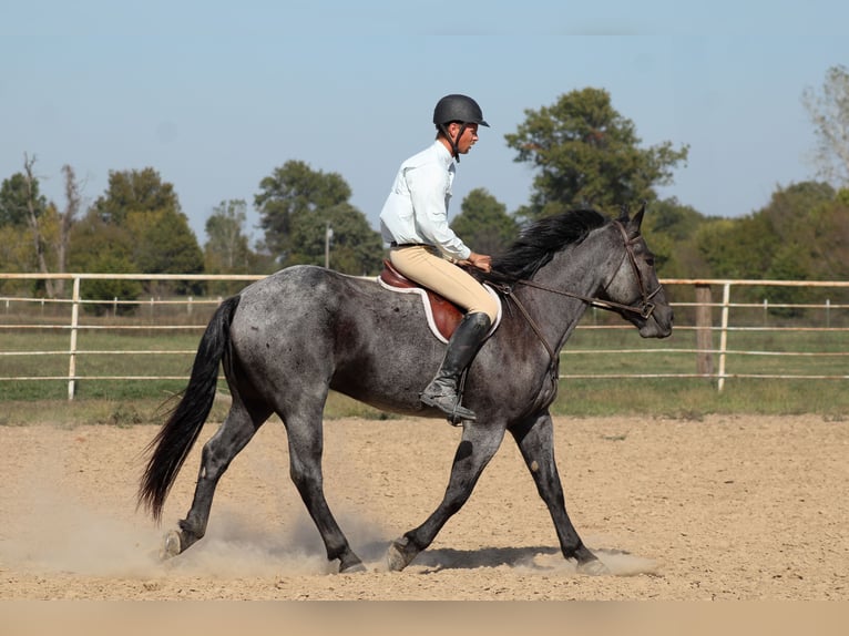 Percheron Mix Ruin 4 Jaar 163 cm Roan-Blue in Baxter Springs