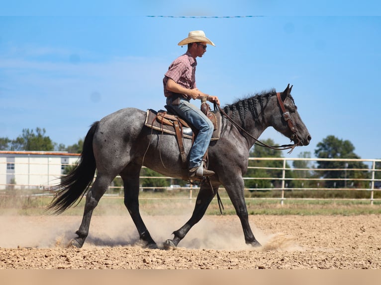 Percheron Mix Ruin 4 Jaar 163 cm Roan-Blue in Baxter Springs