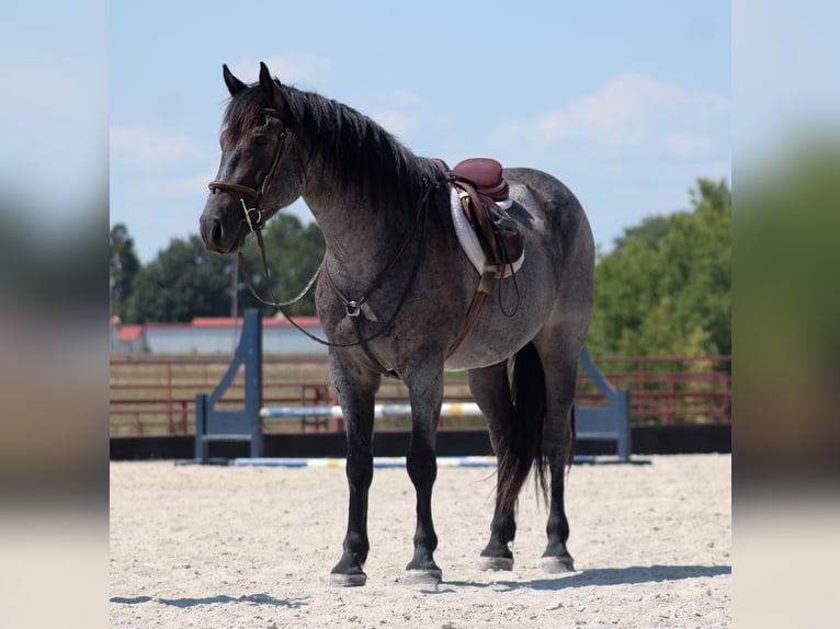 Percheron Mix Ruin 4 Jaar 163 cm Roan-Blue in Baxter Springs