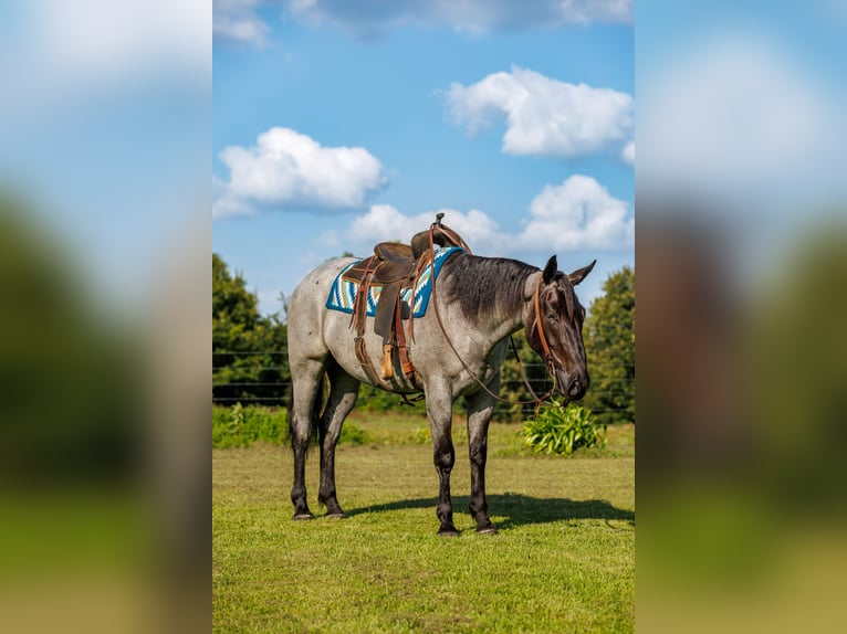 Percheron Mix Ruin 4 Jaar 163 cm Roan-Blue in Quitman