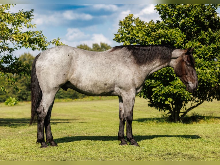 Percheron Mix Ruin 4 Jaar 163 cm Roan-Blue in Quitman
