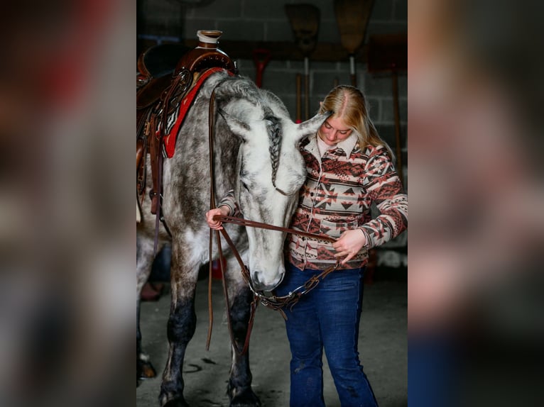 Percheron Ruin 4 Jaar 163 cm Schimmel in New Holland