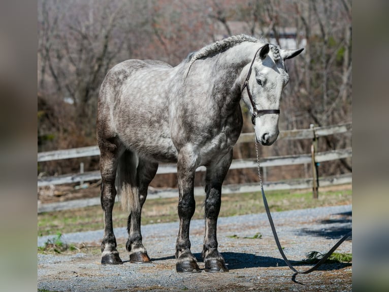 Percheron Ruin 4 Jaar 163 cm Schimmel in New Holland