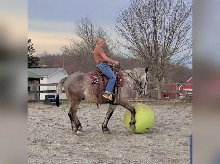Percheron Ruin 4 Jaar 163 cm Schimmel in New Holland