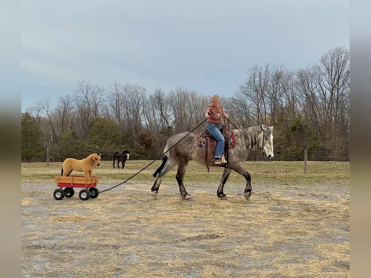 Percheron Ruin 4 Jaar 163 cm Schimmel in New Holland
