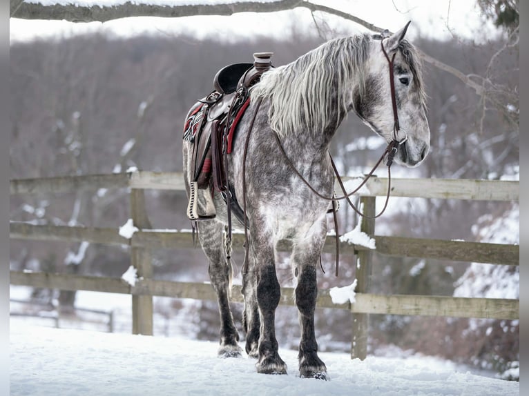 Percheron Ruin 4 Jaar 163 cm Schimmel in New Holland