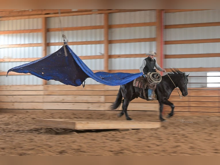 Percheron Mix Ruin 4 Jaar 163 cm Zwart in Harwood