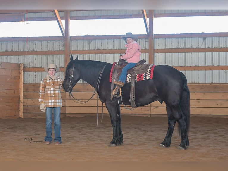 Percheron Mix Ruin 4 Jaar 163 cm Zwart in Harwood