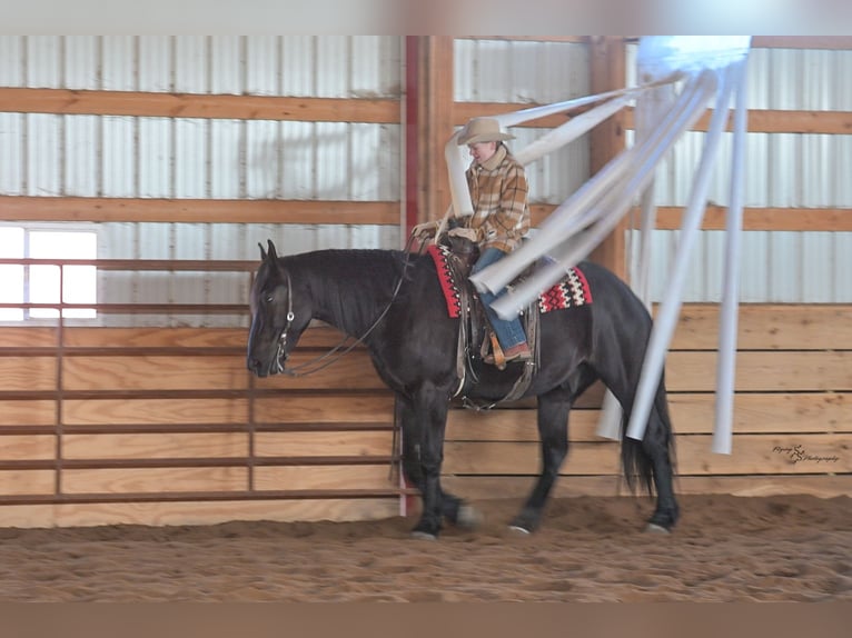 Percheron Mix Ruin 4 Jaar 163 cm Zwart in Harwood