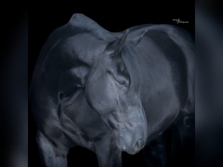 Percheron Mix Ruin 4 Jaar 163 cm Zwart in Harwood