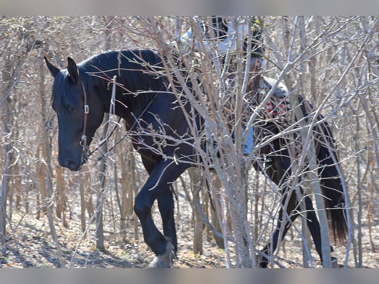 Percheron Mix Ruin 4 Jaar 163 cm Zwart in Harwood
