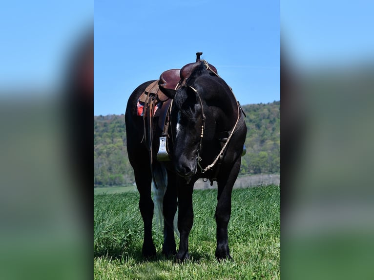 Percheron Mix Ruin 4 Jaar 168 cm Schimmel in Rebersburg