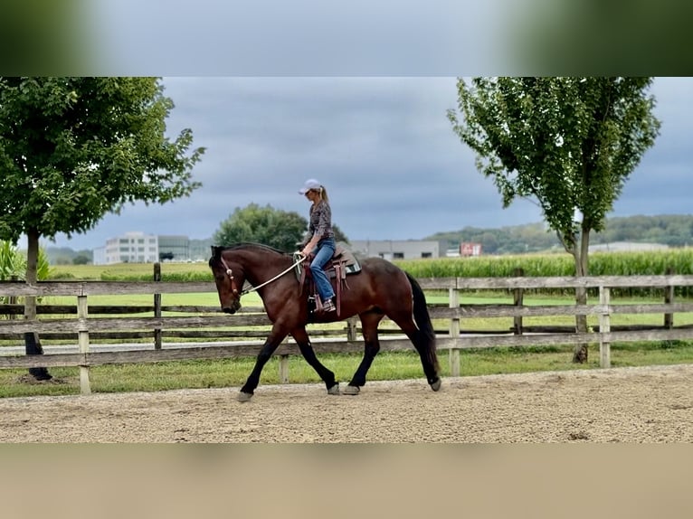 Percheron Mix Ruin 4 Jaar 170 cm Roodbruin in Gap, PA