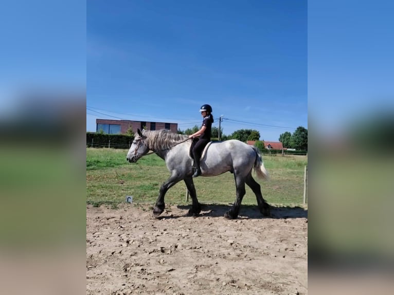 Percheron Ruin 4 Jaar 172 cm Blauwschimmel in Kachtem