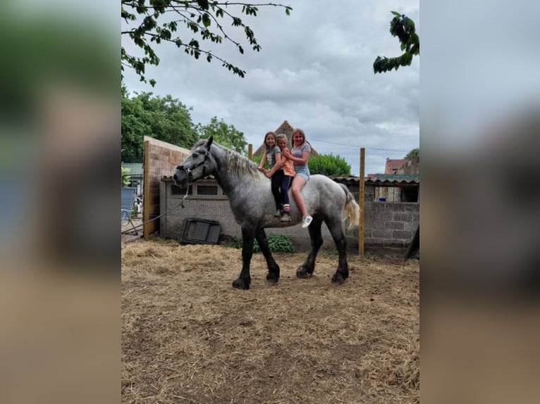 Percheron Ruin 4 Jaar 172 cm Blauwschimmel in Kachtem