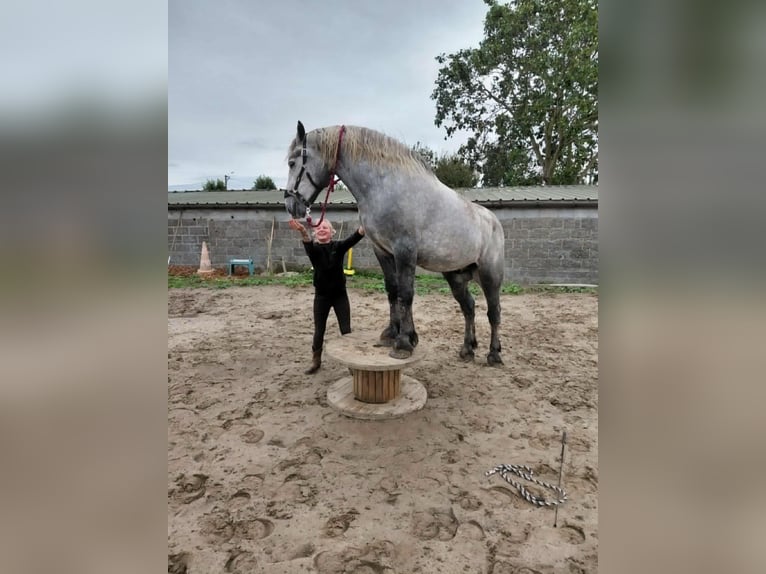 Percheron Ruin 4 Jaar 172 cm Blauwschimmel in Kachtem