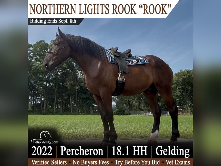 Percheron Ruin 4 Jaar 185 cm Donkerbruin in Vernon, VT