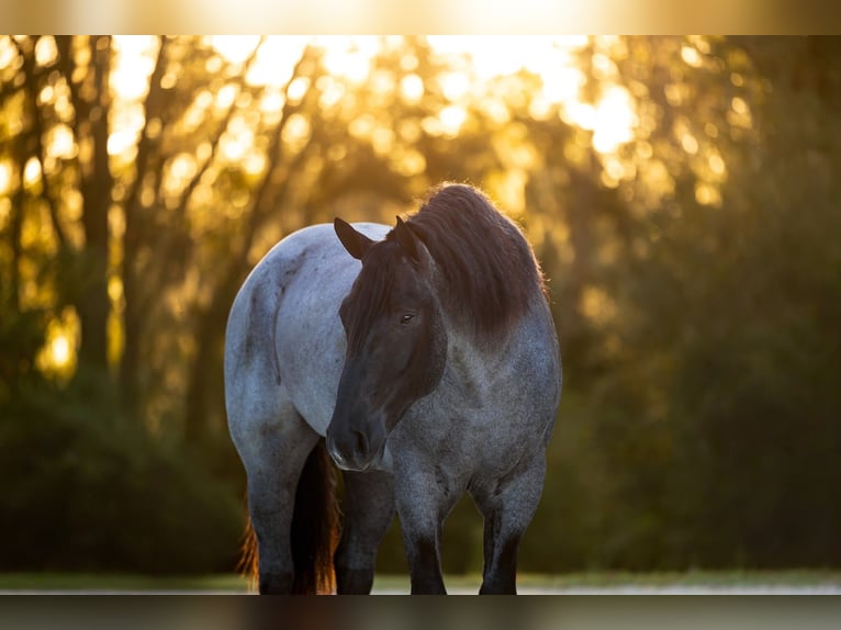 Percheron Mix Ruin 4 Jaar Roan-Blue in Ocala