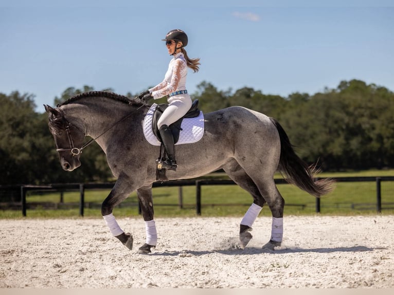 Percheron Mix Ruin 4 Jaar Roan-Blue in Ocala