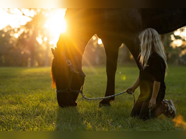 Percheron Mix Ruin 4 Jaar Roan-Blue in Ocala