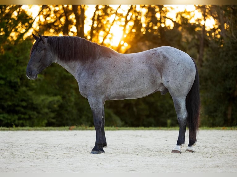 Percheron Mix Ruin 4 Jaar Roan-Blue in Ocala