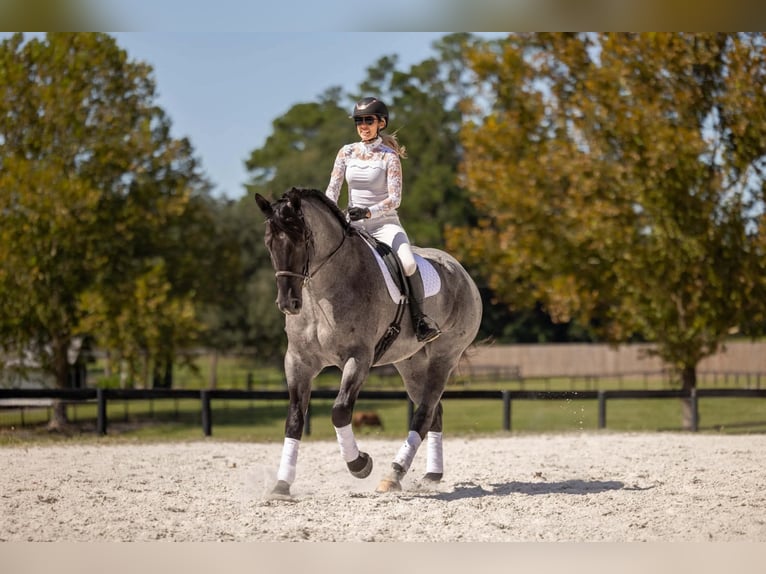 Percheron Mix Ruin 4 Jaar Roan-Blue in Ocala
