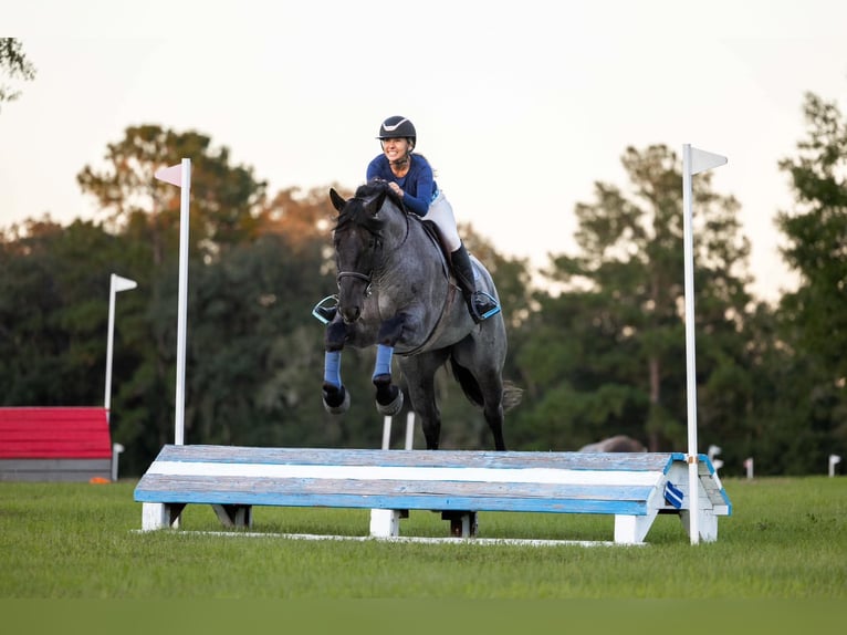 Percheron Mix Ruin 4 Jaar Roan-Blue in Ocala