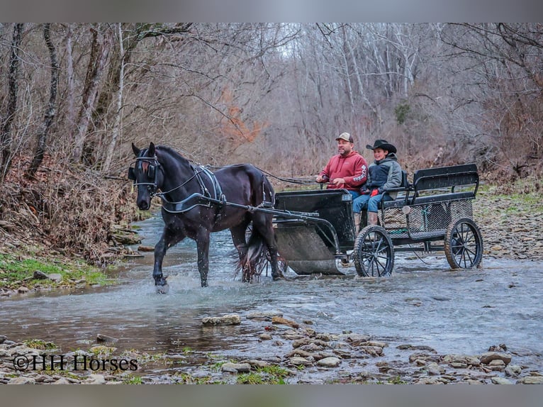 Percheron Ruin 4 Jaar Zwart in Flemingsburg Ky