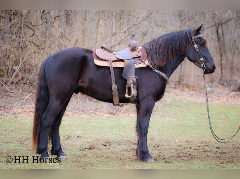 Percheron Ruin 4 Jaar Zwart in Flemingsburg Ky